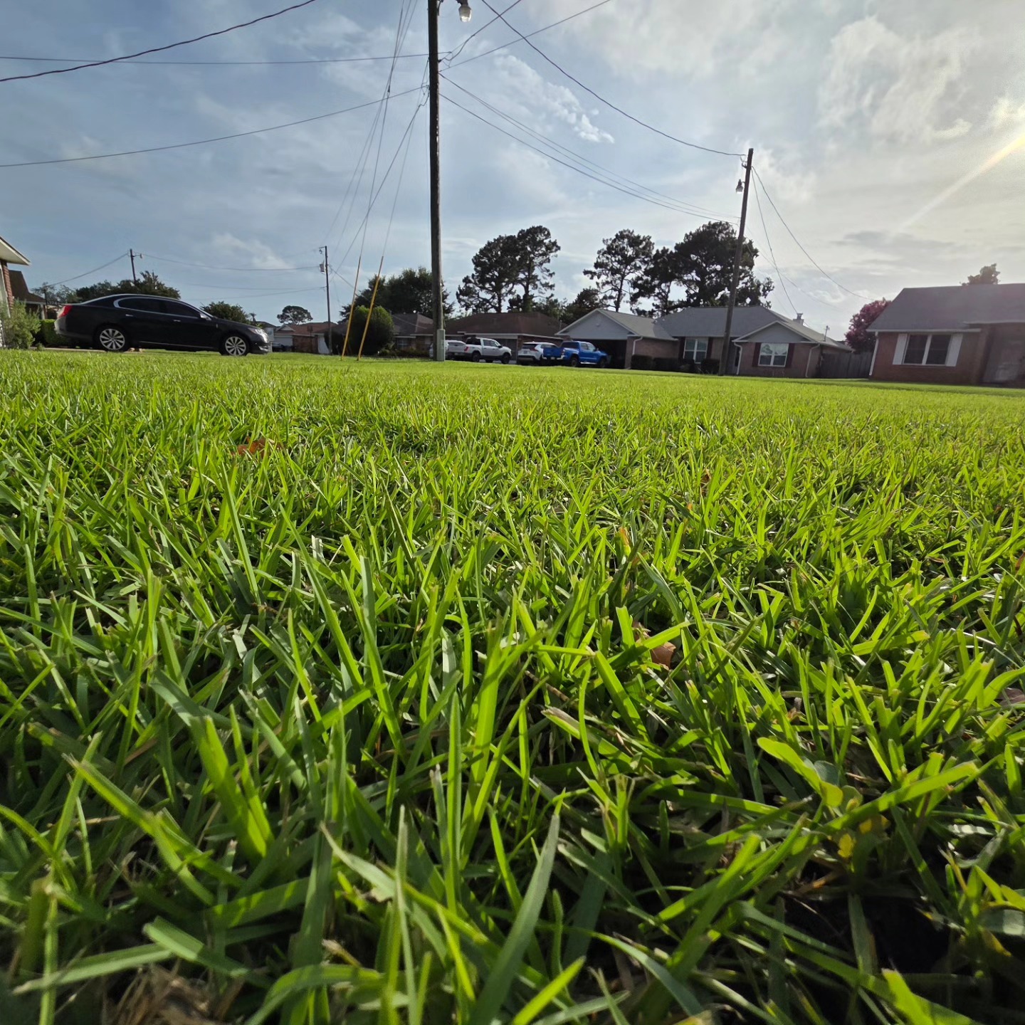 Fresh centipede sod installation